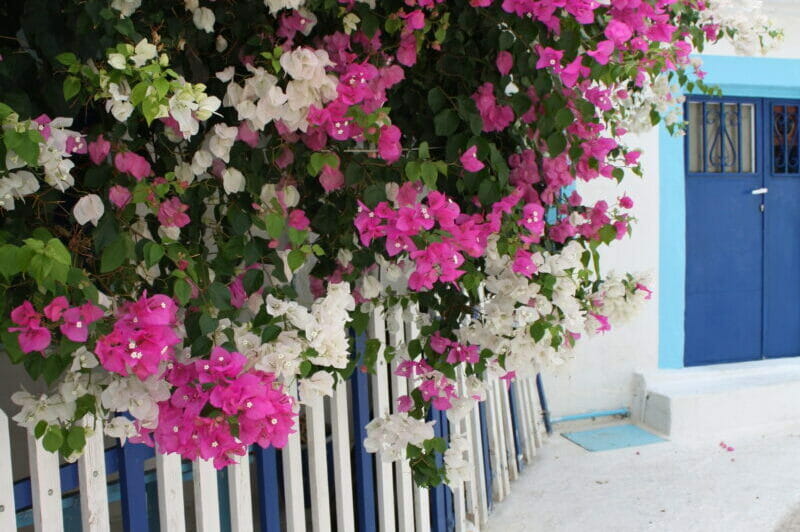 Cyclades Islands - White house with bougainville